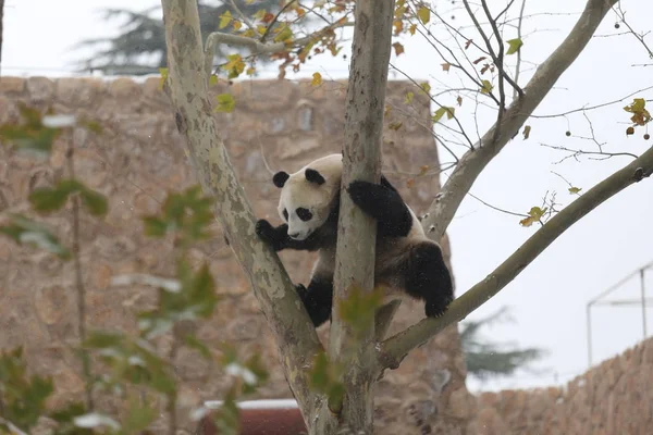 Ein Riesiger Panda Klettert Einem Zoo Der Ostchinesischen Provinz Shandong — Stockfoto