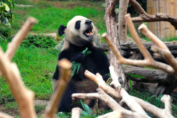 Ένα Από Δύο Giant Pandas Κίνας Κεντρική Κυβέρνηση Αποστέλλονται Δώρα — Φωτογραφία Αρχείου