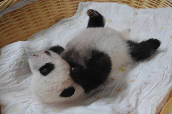 Cachorro Panda Gigante Representa Una Canasta Centro Crianza Investigación Pandas —  Fotos de Stock