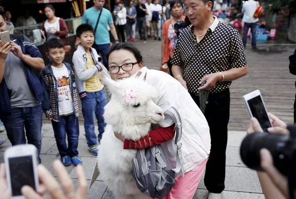 Una Peatonal Posa Con Una Mascota Alpaca Venta Una Calle —  Fotos de Stock