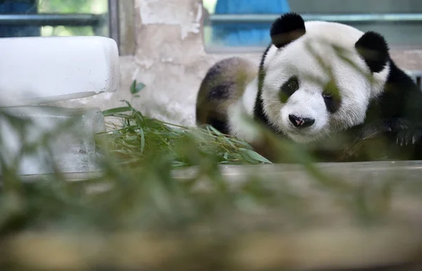 Egy Óriás Panda Rejlik Mellett Jégtömbök Lehűlni Wuhan Állatkert Wuhan — Stock Fotó