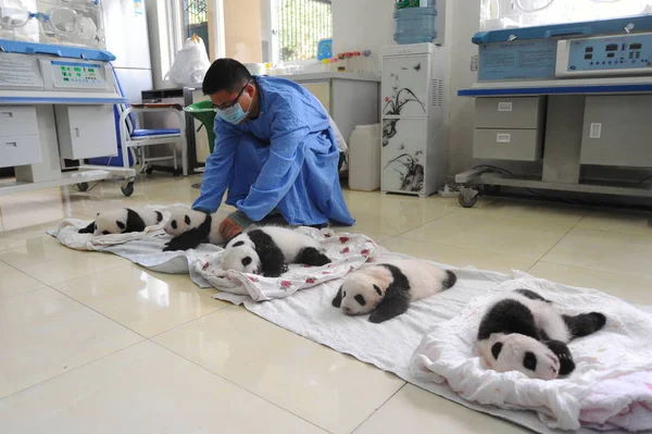 Empleado Chino Coloca Cachorros Panda Gigantes Piso Del Centro Crianza — Foto de Stock