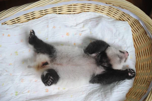 Cachorro Panda Gigante Representa Una Canasta Centro Crianza Investigación Pandas — Foto de Stock