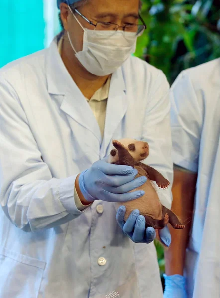 Experto Examina Panda Bebé Femenino Nacido Por Panda Gigante Ting — Foto de Stock