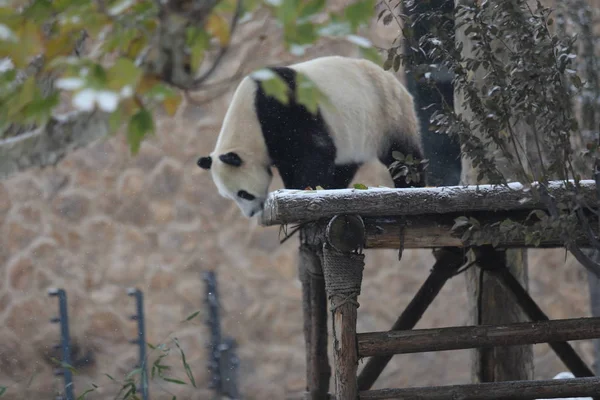 2015年11月24日 在中国东部山东省济南市一家动物园 一只大熊猫在一个被雪覆盖的展台上休息 — 图库照片