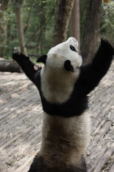 前に成都 中国南西部の四川省 2015 日にマカオの葉 成都研究ジャイアント パンダ繁殖基地でパンダ カイカイが描かれて — ストック写真