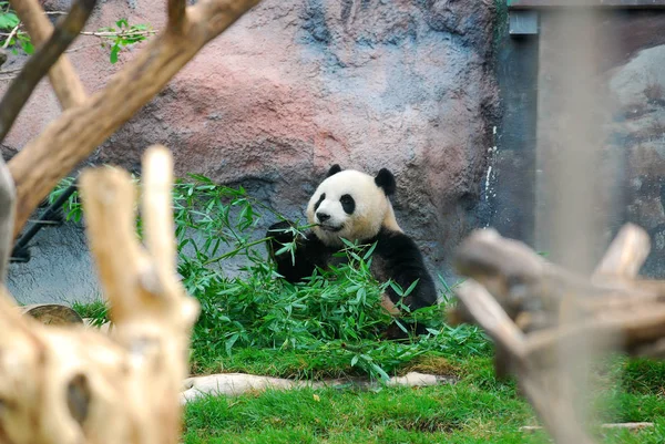 2015年6月1日 中国中央政府送给澳门的两只大熊猫中的一只在澳门的 Seac 排湾公园吃竹子 — 图库照片