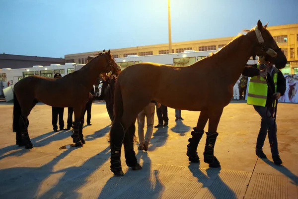 Cavalos Que Competirão Grande Prêmio Xangai Longines Global Champions Tour — Fotografia de Stock