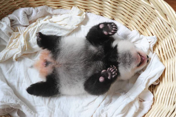 Cucciolo Panda Gigante Raffigurato Cesto Presso Bifengxia Giant Panda Breeding — Foto Stock