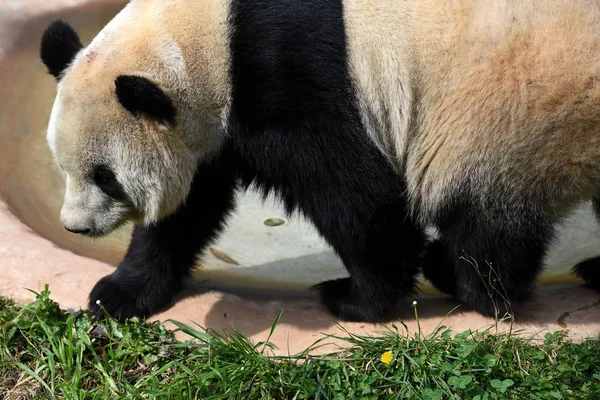 Pandu Jia Bloudí Yunnan Safari Park Před Nadcházející Čínský Nový — Stock fotografie