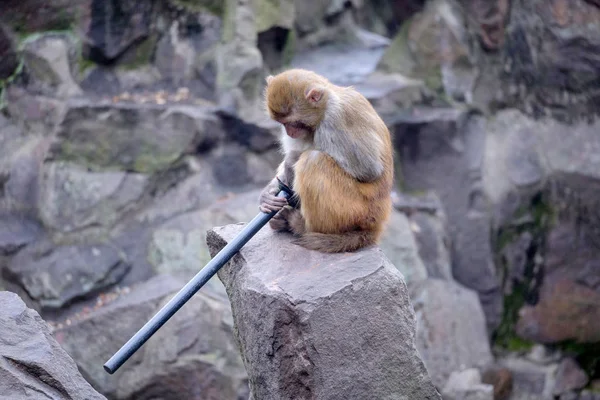 Egy Majom Játszik Egy Műanyag Csővel Hangzhou Zoo Hangzhou Város — Stock Fotó