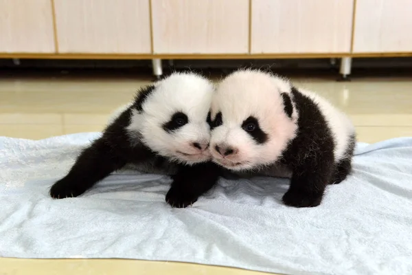 Los Cachorros Panda Gigantes Nacidos Este Año Son Fotografiados Durante — Foto de Stock