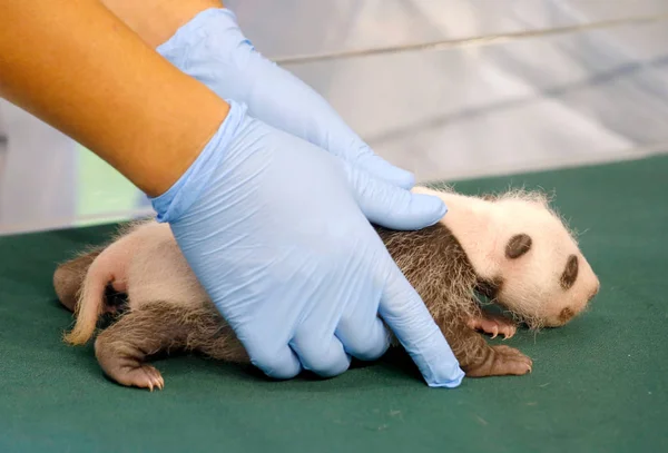 Experto Examina Panda Bebé Femenino Nacido Por Panda Gigante Ting — Foto de Stock