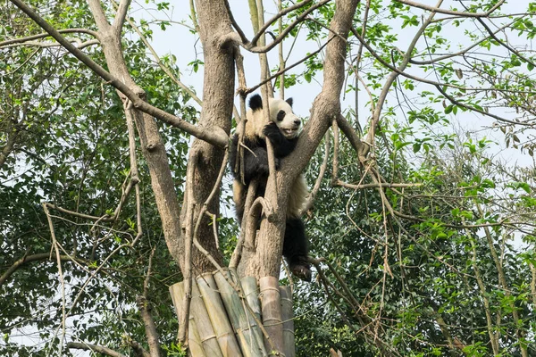 Ένα Γιγάντιο Πάντα Ανεβαίνει Ένα Δέντρο Στο Chengdu Έρευνα Βάσης — Φωτογραφία Αρχείου