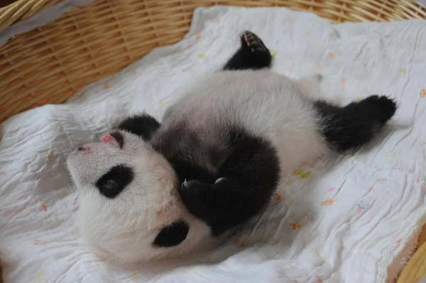 Mládě Pandy Obrázcích Košíku Bifengxia Panda Velká Chov Výzkumné Centrum — Stock fotografie