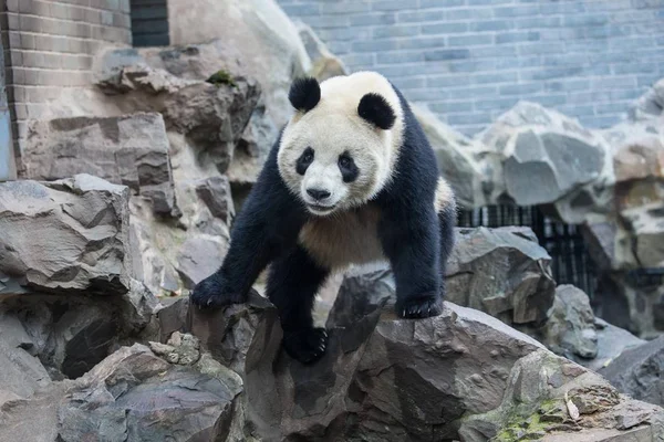 Giant Panda Gra Kamieniu Hangzhou Zoo Mieście Hangzhou Wschodnich Chinach — Zdjęcie stockowe