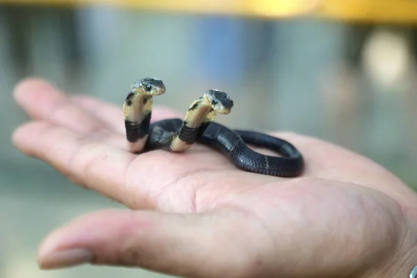 Uma Cobra Bebê Duas Cabeças Mostrada Zoológico Nanning Cidade Nanning — Fotografia de Stock