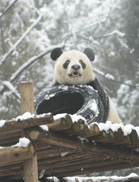 Reuzenpanda Wei Wei Speelt Met Een Band Een Houten Tribune — Stockfoto