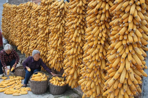 Женщины Фермеры Китая Сушат Кукурузу Округе Янчэн Город Цзиньчэн Провинция — стоковое фото