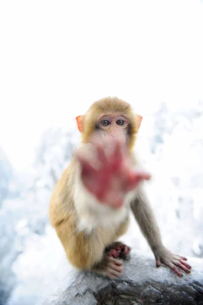 Macaco Alcança Lente Uma Câmera Parque Florestal Nacional Zhangjiajie Área — Fotografia de Stock