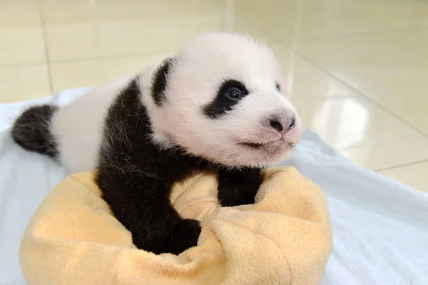 在中国西南四川省雅安市中国大熊猫保护研究中心雅安碧峰峡基地举行的公共活动中 一只今年出生的大熊猫幼崽 — 图库照片