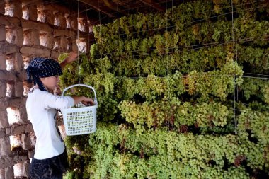 A local grower air dries grapes for the production of raisin in a clay structure called Chunche in Turpan (Turfan), northwest China's Xinjiang Uyghur Autonomous Region, 5 August 2015 clipart