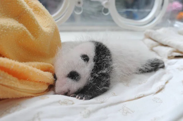 Petit Panda Géant Est Photographié Dans Incubateur Centre Recherche Élevage — Photo