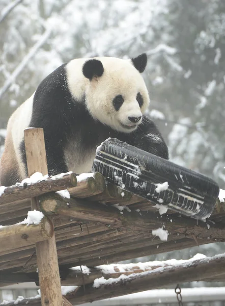 Panda Velká Wej Wejem Hraje Pneumatikou Dřevěný Stojan Sněhu Zoo — Stock fotografie
