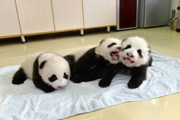 Los Cachorros Panda Gigantes Nacidos Este Año Son Fotografiados Durante —  Fotos de Stock