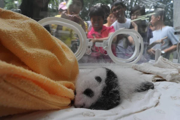 Cachorro Panda Gigante Representa Una Incubadora Centro Crianza Investigación Pandas — Foto de Stock