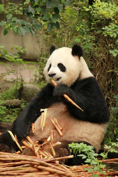 자이언트 팬더는 자료의 자이언트 중국의 2015에서 대나무를 먹으십시오 — 스톡 사진