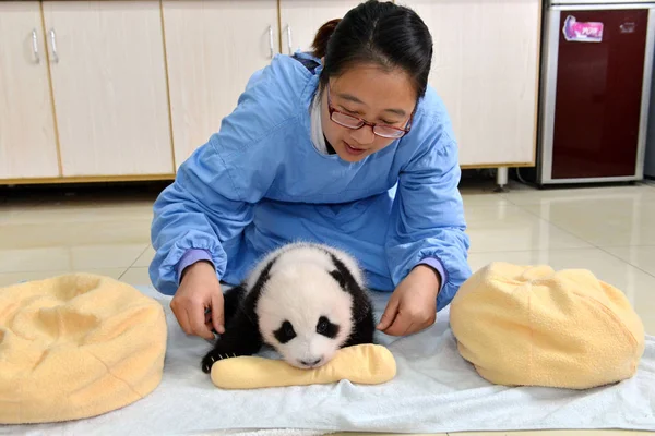 Cuidador Chino Asiste Cachorro Panda Gigante Nacido Este Año Durante — Foto de Stock