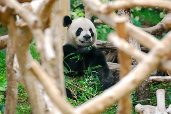 Egyik Két Óriás Panda Kínai Központi Kormány Macau Ajándékba Küldött — Stock Fotó