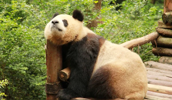 Giant Panda Opiera Się Drewniany Stojak Chengdu Research Base Giant — Zdjęcie stockowe