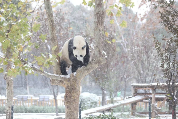 2015年11月24日 在中国东部山东省济南市一家动物园 一只大熊猫在雪中攀爬一棵树 — 图库照片