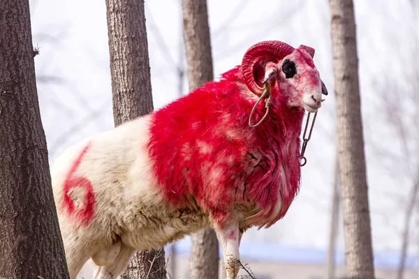 Красная Покрашенная Овца Готовится Раунду Время Боя Овец Деревне Ханьхэцзин — стоковое фото
