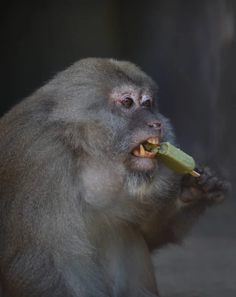 Mono Disfruta Helado Para Refrescarse Zoológico Wuhan Ciudad Wuhan Provincia — Foto de Stock