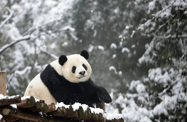 Giant Panda Wei Wei Στηρίζεται Ένα Ξύλινο Βάθρο Στο Χιόνι — Φωτογραφία Αρχείου