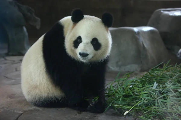 Panda Gigante Zheng Zheng Come Bambú Zoológico Ningbo Youngor Ciudad — Foto de Stock