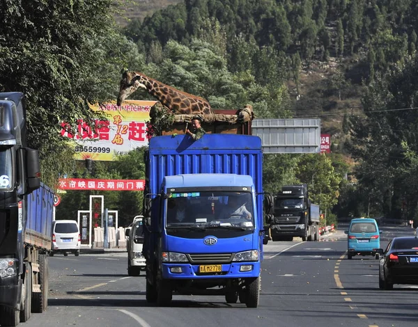 Nyolc Régi Zsiráf Chang Qing Küldött Teherautó Jinan Vadon Élő — Stock Fotó