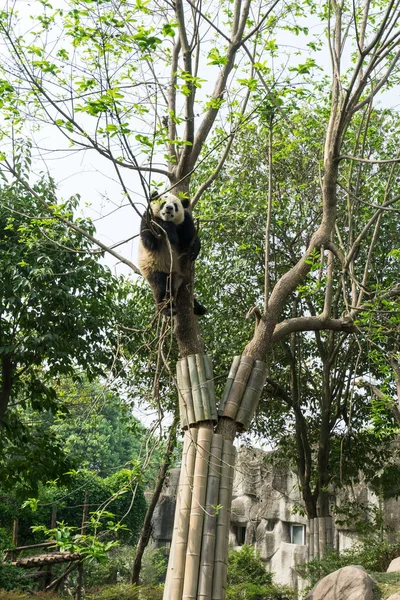 Ein Riesiger Panda Klettert Auf Einen Baum Der Chengdu Forschungsbasis — Stockfoto