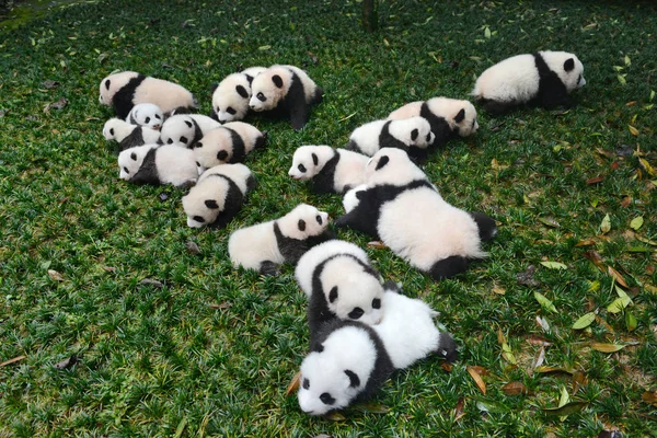 Die Diesem Jahr Geborenen Panda Jungen Werden Während Einer Öffentlichen — Stockfoto