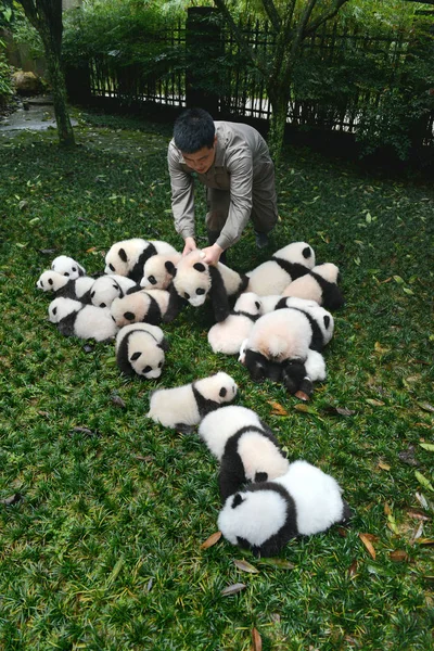 Egy Kínai Állattartó Hozza Óriás Panda Kölykök Született Ebben Évben — Stock Fotó