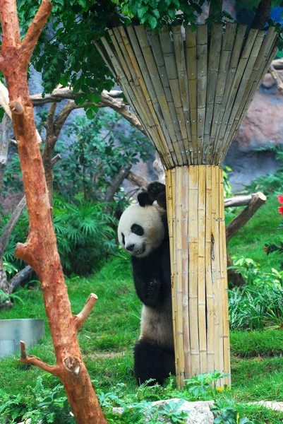 Dos Dois Pandas Gigantes Enviados Pelo Governo Central China Como — Fotografia de Stock