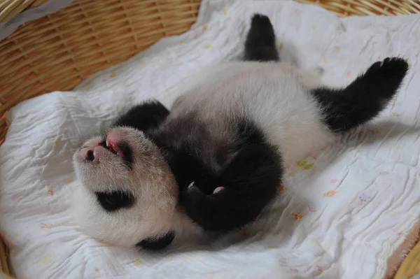 Cub Giant Panda Jest Zdjęciu Koszyku Bifengxia Pandy Hodowli Research — Zdjęcie stockowe