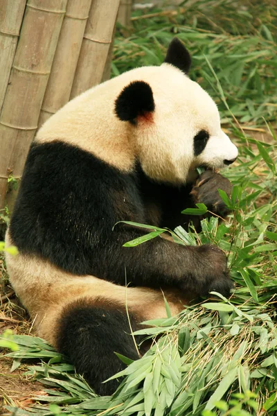 Obří Panda Bambus Čcheng Výzkumné Základny Giant Panda Chov Městě — Stock fotografie