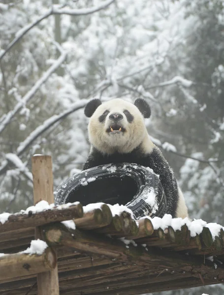 Der Riesenpanda Wei Wei Wei Spielt Mit Einem Reifen Auf — Stockfoto