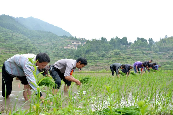 Chinesische Bauern Pflanzen Reis Auf Einem Feld Dorf Daitou Kreis — Stockfoto