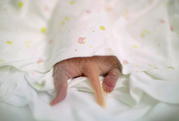 ジャイアント パンダ ティンが生まれた女性の赤ちゃんパンダは 中国の広東省広州市にあるチャイムロング サファリ パークのインキュベーター内に保管されています 月2015 — ストック写真