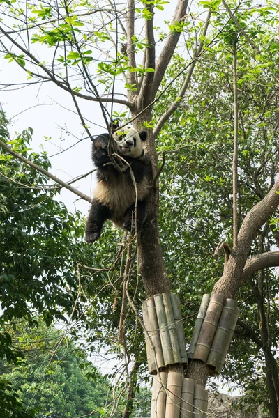 Panda Gigante Trepa Árbol Base Investigación Chengdu Cría Panda Gigante — Foto de Stock